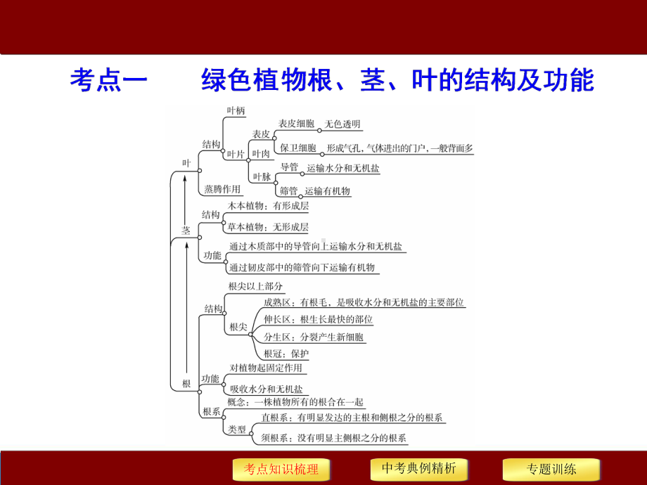 （中考冲刺）精准讲解《初中科学》中考必考知识点精讲-专题四--绿色开花植物的物质和能量转换.ppt_第3页