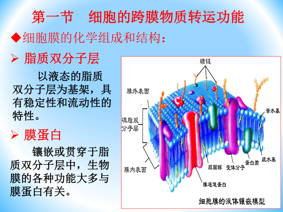 （甘肃医科大学）优质课《生理学基础》第二章-细胞的基本功能.ppt_第3页