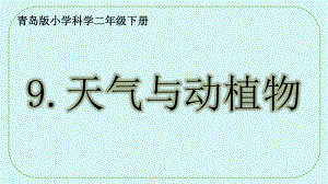 3.9.天气与动植物ppt课件（共21张PPT）-2024新青岛版（六三制）二年级下册《科学》.pptx