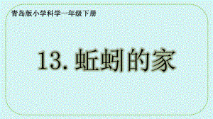 4.13蚯蚓的家ppt课件(共16张PPT)-2024新青岛版（六三制） 一年级下册《科学》.pptx