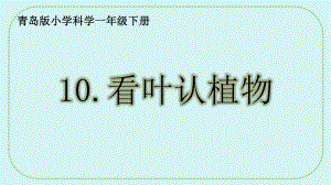 3.10. 看叶认植物 ppt课件(共21张PPT)-2024新青岛版（六三制）一年级下册《科学》.pptx