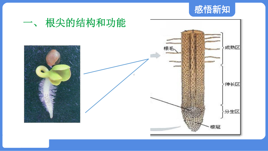 3.2.1 根的生长课件 冀少版生物八年级上册.pptx_第3页