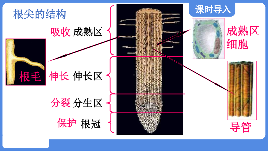 3.2.3 无机盐与植物的生长课件 冀少版生物八年级上册.pptx_第2页