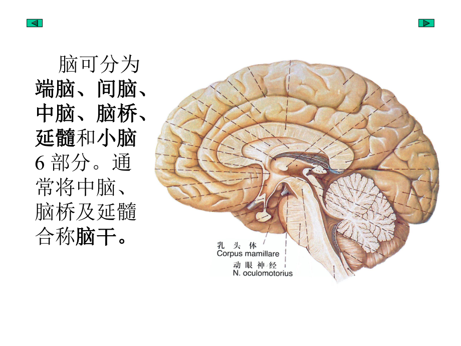 脑解剖学基础.ppt_第3页