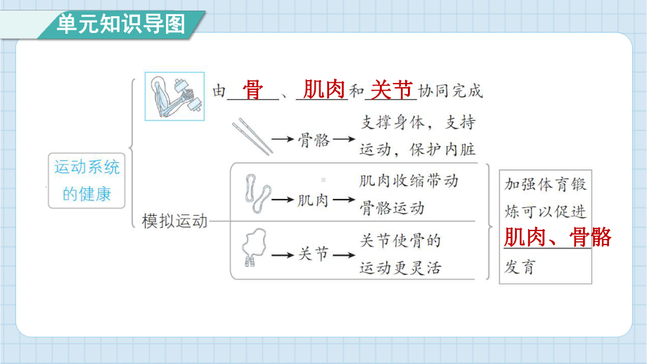 第四单元健康生活单元综合素养提优 课件 教科版科学五年级上册.pptx_第3页