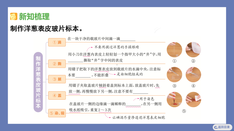 1.4观察洋葱表皮细胞 课件 教科版科学六年级上册.pptx_第3页