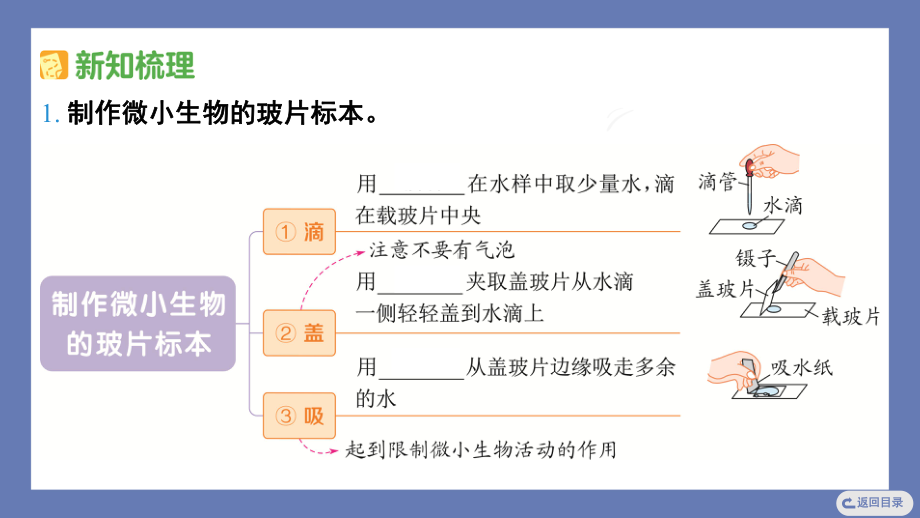 1.6观察水中微小的生物 课件 教科版科学六年级上册.pptx_第3页