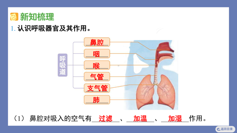 16. 人的呼吸课件苏教版科学三年级上册.pptx_第3页