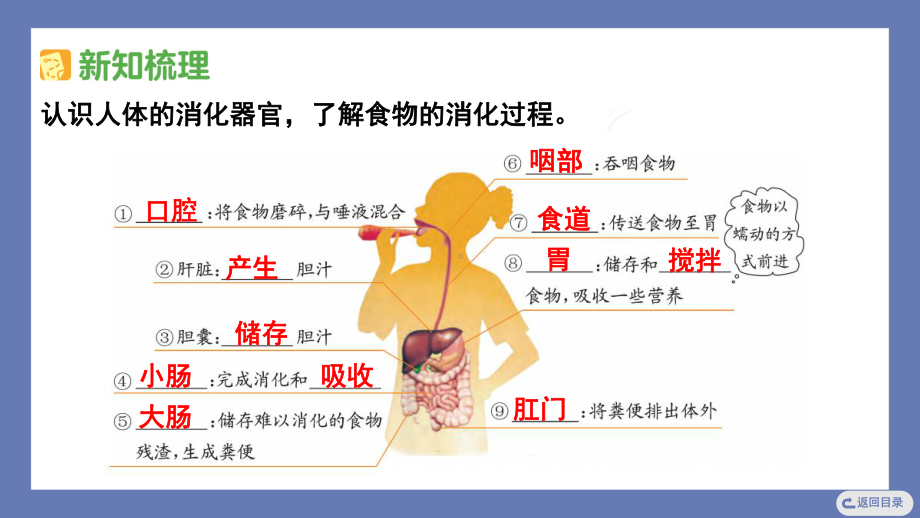 18. 食物的旅行课件苏教版科学三年级上册.pptx_第3页