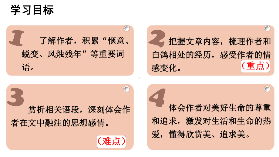 初中语文新部编版七年级上册新增课文《我的白鸽》教学课件（2024秋）.doc.pptx_第3页