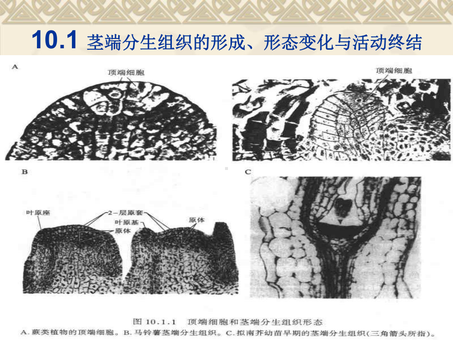 第十章-植物发育中的顶端分生组织教学课件.ppt（49页）_第1页