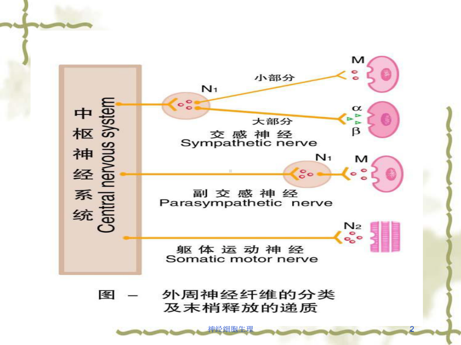 神经细胞生理培训课件.ppt（55页）_第2页