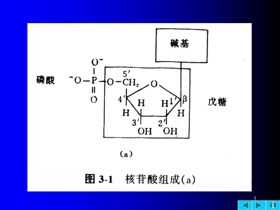 第三章核酸的结构与功能课件.ppt（96页）_第3页