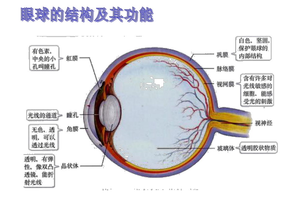 第6章人体生命活动的调节复习课件.pptx（36页）_第3页