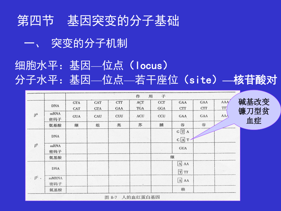 第十章基因突变B解析课件.ppt（72页）_第1页