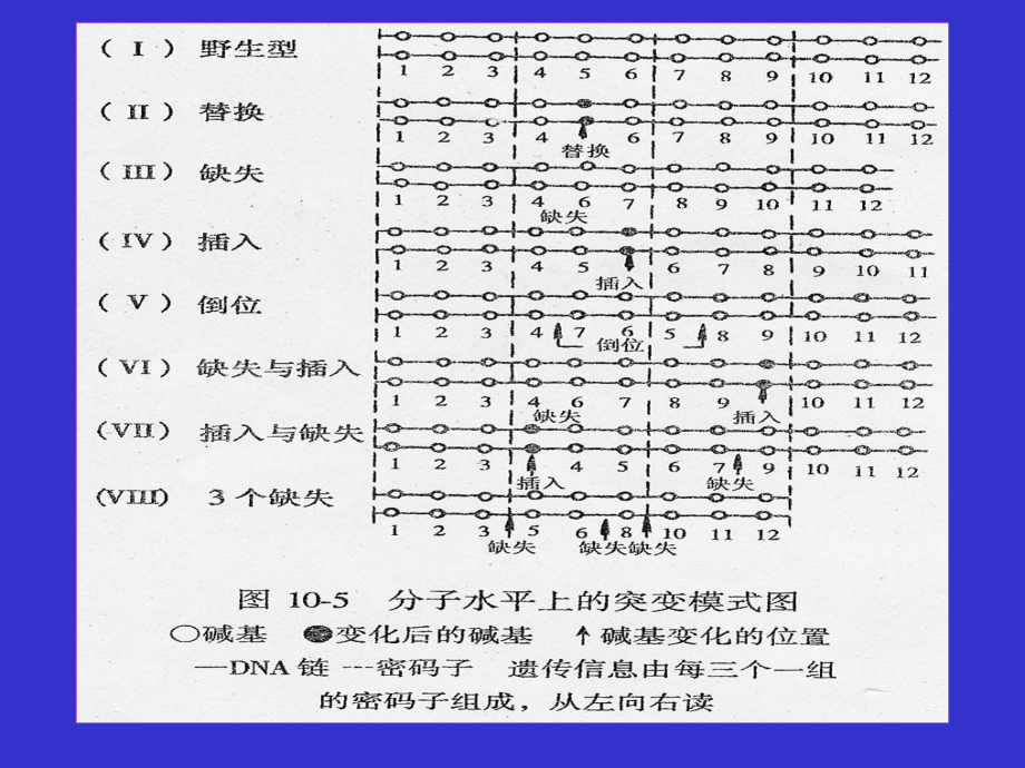 第十章基因突变B解析课件.ppt（72页）_第3页