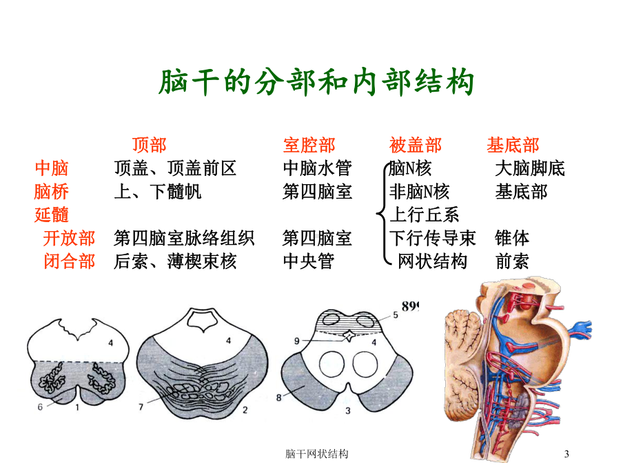 脑干网状结构培训课件.ppt（54页）_第3页