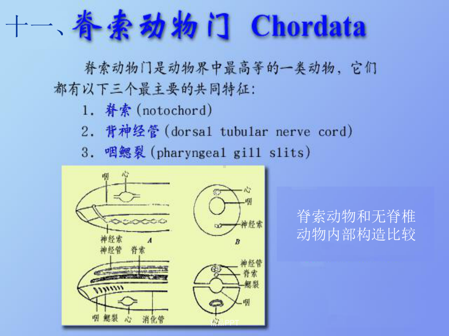 脊索动物及圆口纲课件.ppt（42页）_第1页