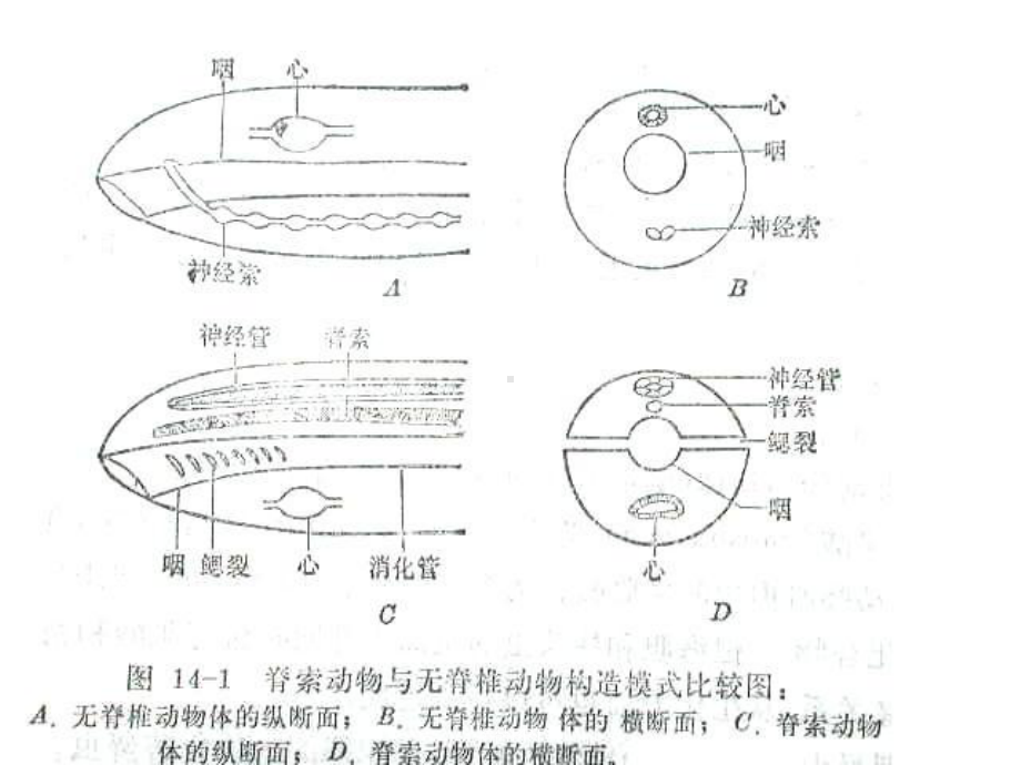 脊索动物及圆口纲课件.ppt（42页）_第2页