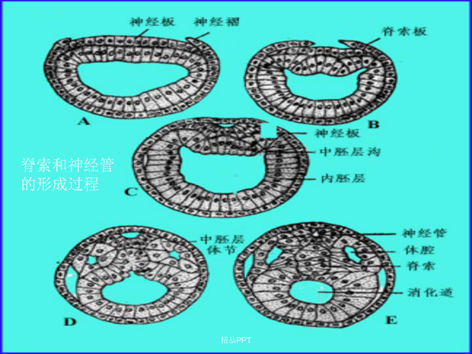 脊索动物及圆口纲课件.ppt（42页）_第3页