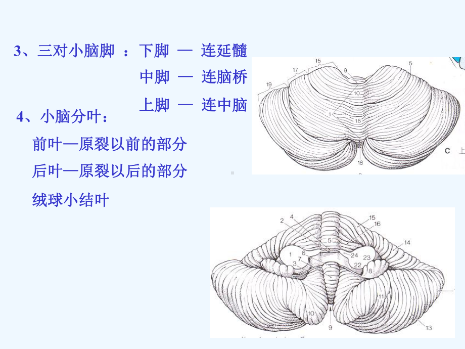 系统解剖学小脑间脑端脑课件.ppt（39页）_第2页