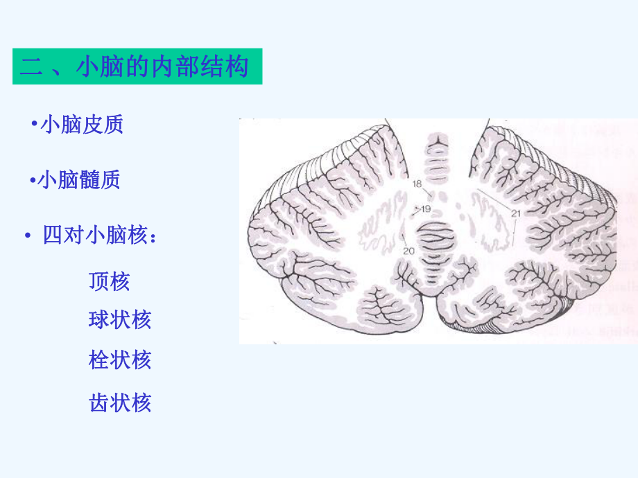 系统解剖学小脑间脑端脑课件.ppt（39页）_第3页