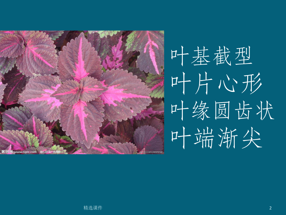 药用植物学——叶课件.ppt（51页）_第2页