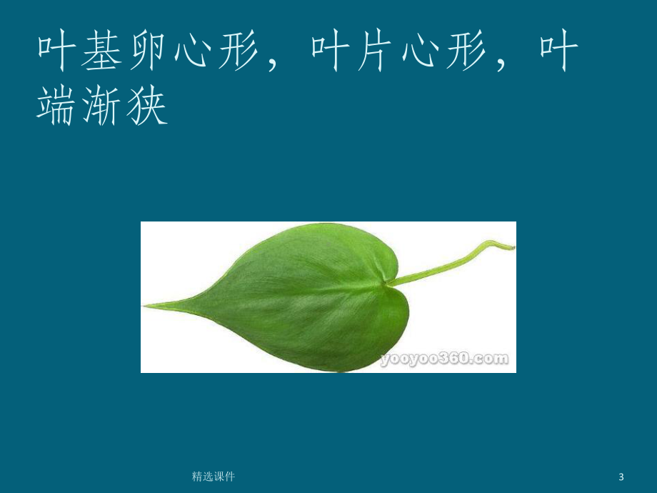 药用植物学——叶课件.ppt（51页）_第3页