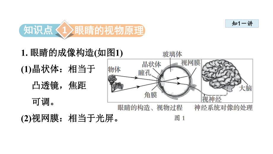 4.3 神奇的“眼睛” 课件 2024-2025学年沪科版物理八年级上册.pptx_第2页