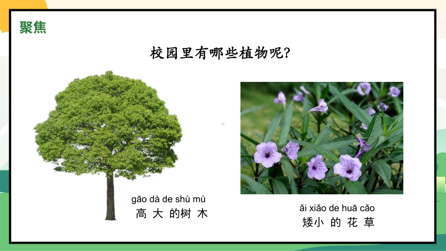 1.6校园里的植物 （ppt课件）-2024新教科版一年级上册《科学》.pptx_第3页