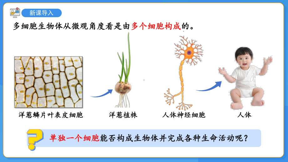 2.2单细胞生物-课件苏教版（2024）生物七年级上册.pptx_第3页