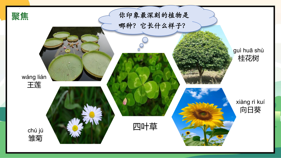 1.4给植物画张“橡” （ppt课件）-2024新教科版一年级上册《科学》.pptx_第3页