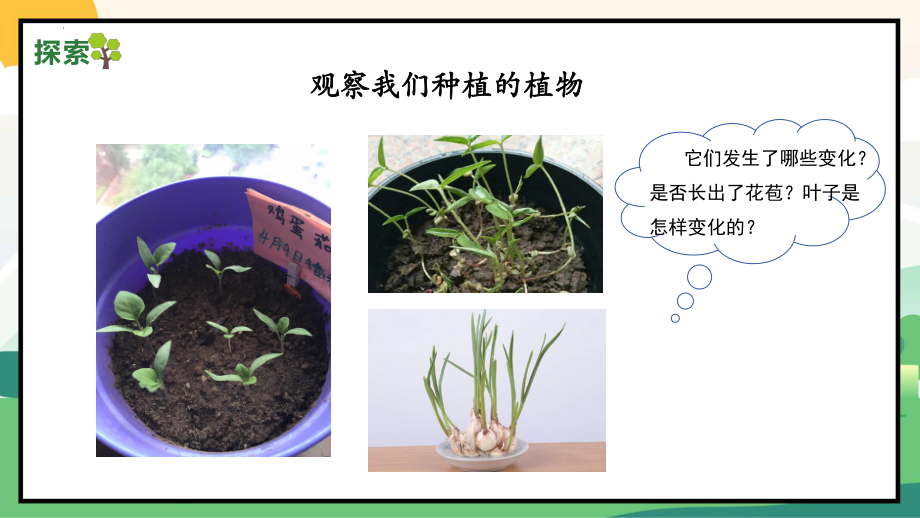 1.5植物的变化（ppt课件）-2024新教科版一年级上册《科学》.pptx_第3页