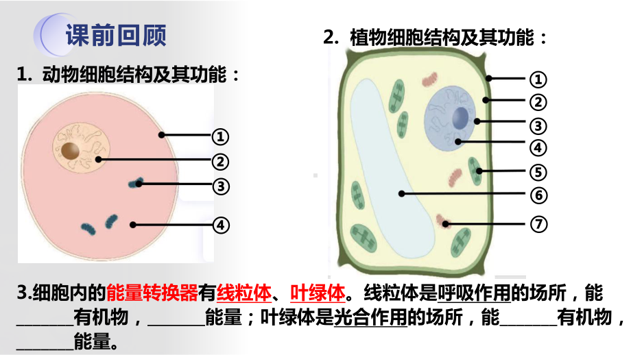 2.1 细胞的基本结构和功能（制作临时装片）ppt课件-2024新北师大版七年级上册《生物》.pptx_第2页