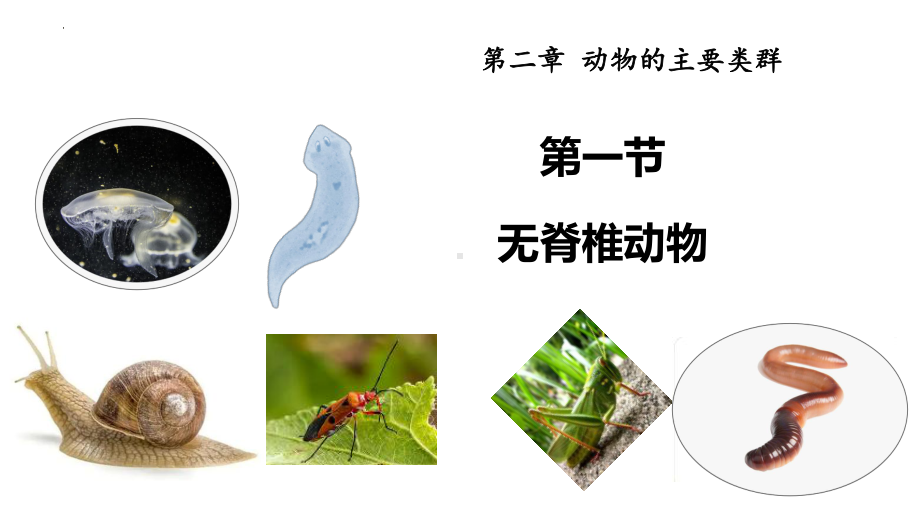 2.2.1无脊椎动物ppt课件（ppt） -2024新人教版七年级上册《生物》.pptx_第1页