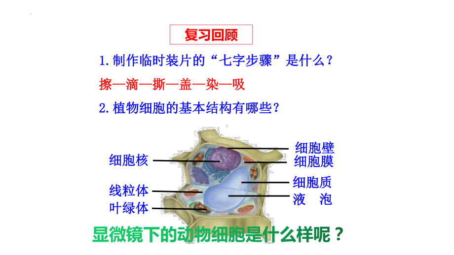 1.2.3 动物细胞ppt课件（ppt）-2024新人教版七年级上册《生物》.pptx_第1页