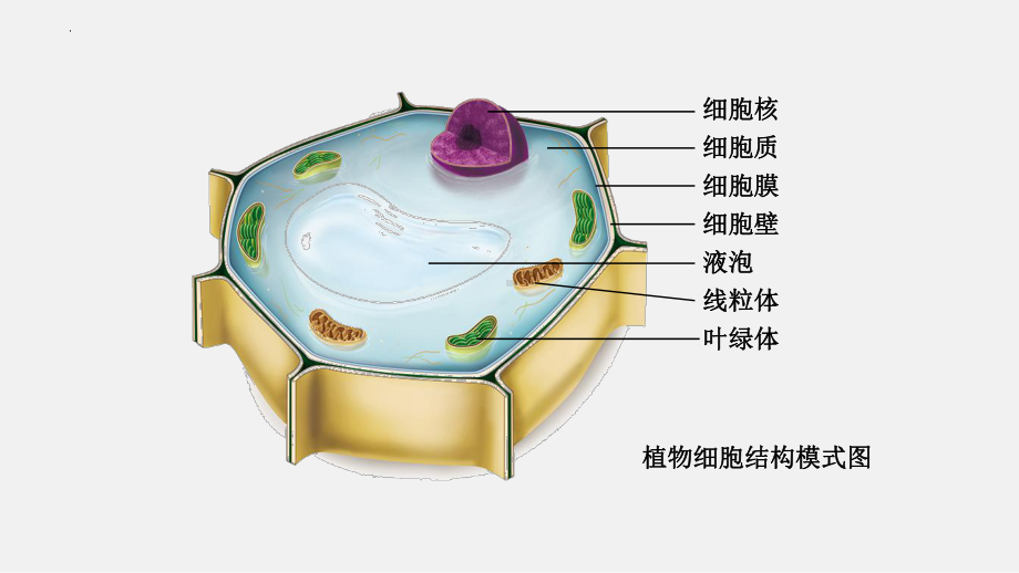 1.2.3 动物细胞ppt课件（ppt）-2024新人教版七年级上册《生物》.pptx_第3页