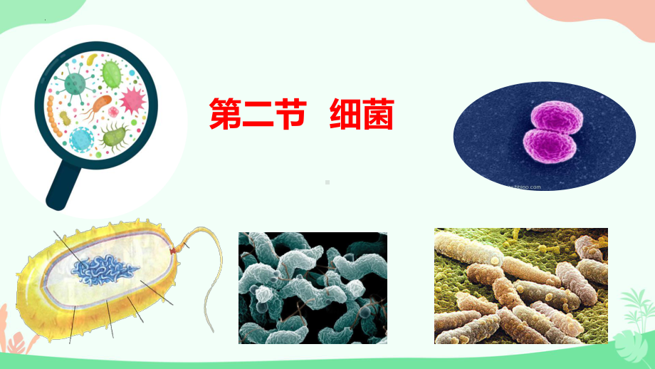 2.3.2细菌ppt课件（ppt）-2024新人教版七年级上册《生物》.pptx_第1页