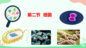 2.3.2细菌ppt课件（ppt）-2024新人教版七年级上册《生物》.pptx