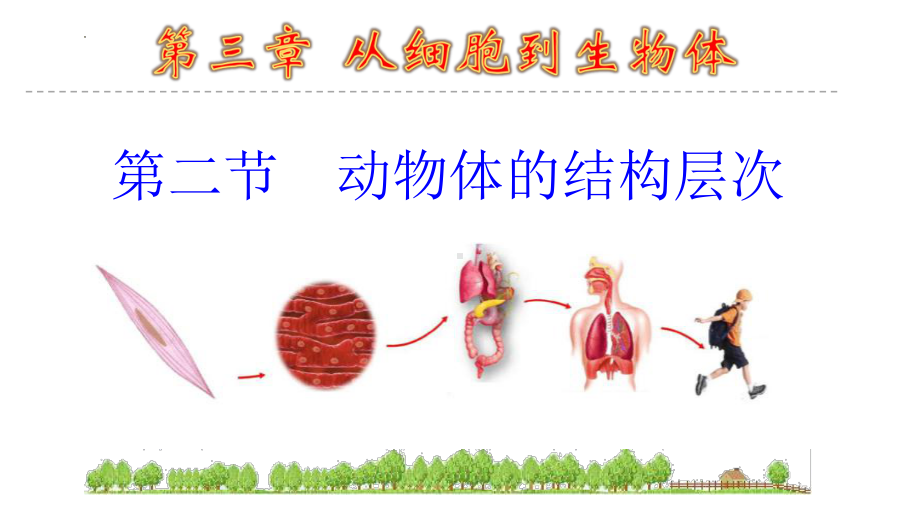 1.3.2动物体的结构层次ppt课件（ppt） -2024新人教版七年级上册《生物》.pptx_第1页