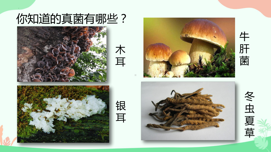 2.3.3真菌ppt课件（ppt）-2024新人教版七年级上册《生物》.pptx_第3页