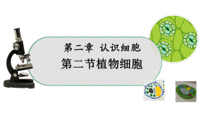 1.2.2植物细胞ppt课件（ppt）-2024新人教版七年级上册《生物》.pptx