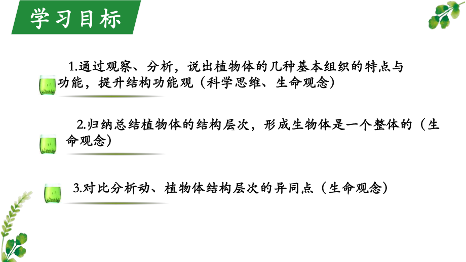 1.3.3植物体的结构层次ppt课件（ppt）-2024新人教版七年级上册《生物》.pptx_第2页