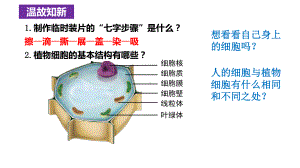 1.2.3动物细胞 ppt课件（ppt）-2024新人教版七年级上册《生物》.pptx