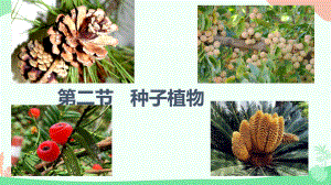 2.1.2种子植物ppt课件（ppt）-2024新人教版七年级上册《生物》.pptx