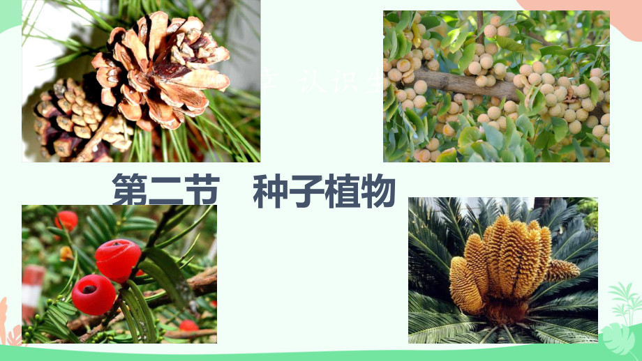 2.1.2种子植物ppt课件（ppt）-2024新人教版七年级上册《生物》.pptx_第1页