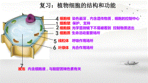 1.2.3动物细胞ppt课件（ppt）-2024新人教版七年级上册《生物》.pptx