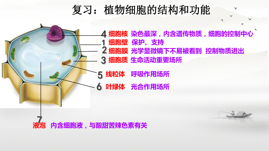 1.2.3动物细胞ppt课件（ppt）-2024新人教版七年级上册《生物》.pptx_第1页