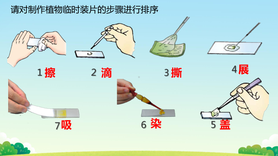 1.2.3动物细胞ppt课件（ppt）-2024新人教版七年级上册《生物》.pptx_第2页