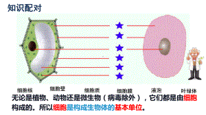 1.2.4细胞的生活ppt课件（ppt）-2024新人教版七年级上册《生物》.pptx